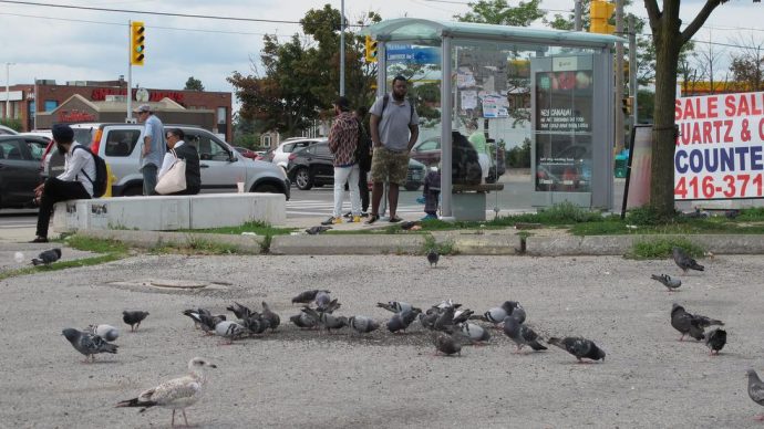 Соколиная охота на голубей в Торонто как способ избавиться от помета