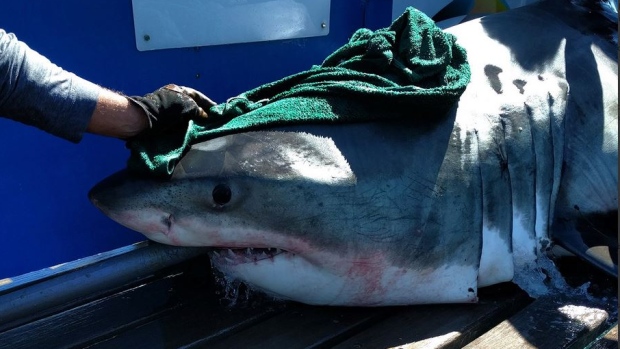 Океанологи пометили третью в сентябре акулу у Канады