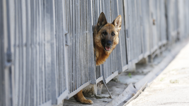 Министерство обороны Канады нанимает на работу четырех собак