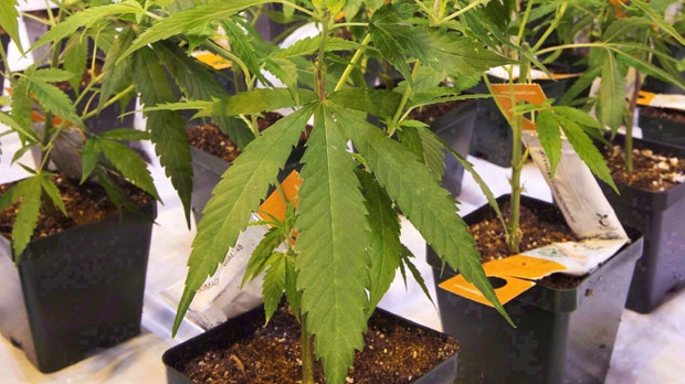 Акции канадской марихуановой корпорации выставлены на Нью-Йoркской бирже