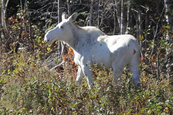 Священного у канадских индейцев лося можно увидеть в Онтарио