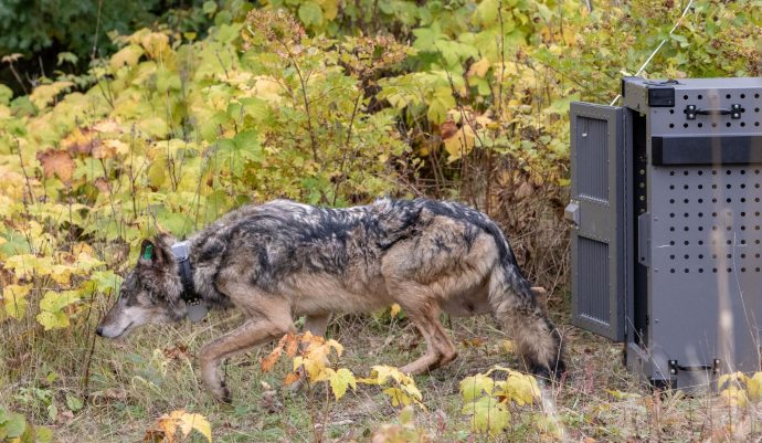 Канадские волки могут помочь размножаться американским