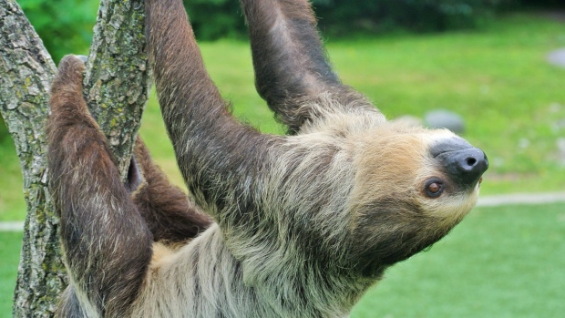 В зоопарке Торонто усыпили ленивца
