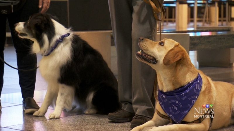Собаки успокоят в Монреале нервных авиапассажиров