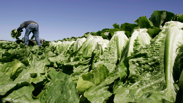 «Римский» салат опасен для жизни. Отзыв в США и Канаде