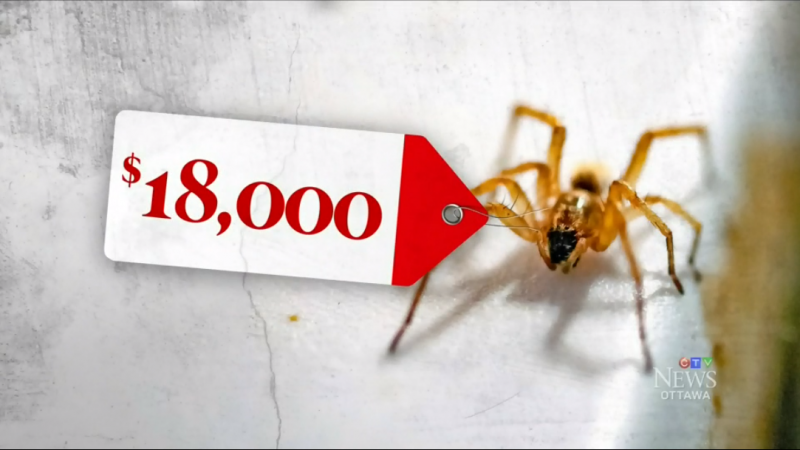 Выкуривание пауков обошлось налогоплательщикам в $18 000
