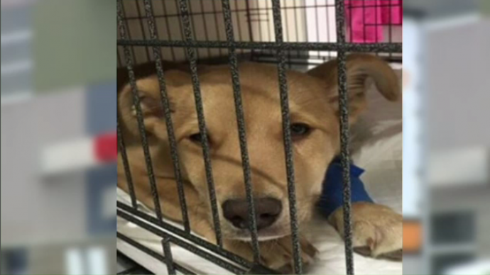 Ветеринары забрали щенка, выставив высокий счет за его лечение