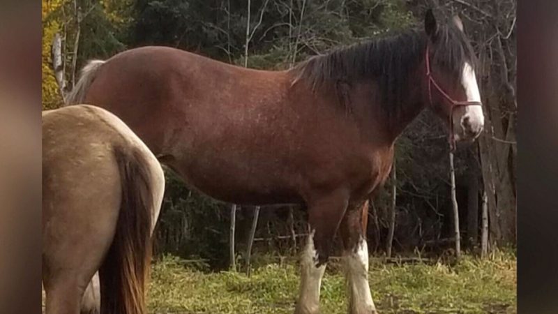Лошадь вернулась к хозяевам через три месяца после исчезновения