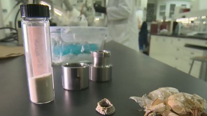 Канадские ученые разработали пластик из лобстеров и креветок