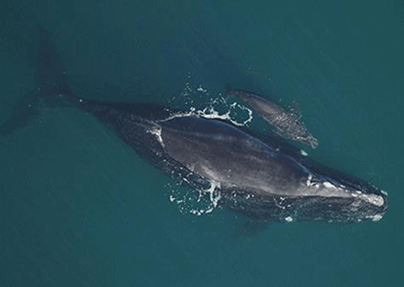 Первый детеныш северо-атлантического кита в 2018