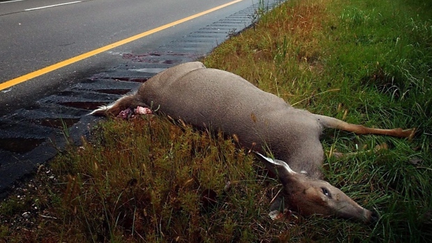 Кое-где в Канаде можно есть сбитых на дороге животных