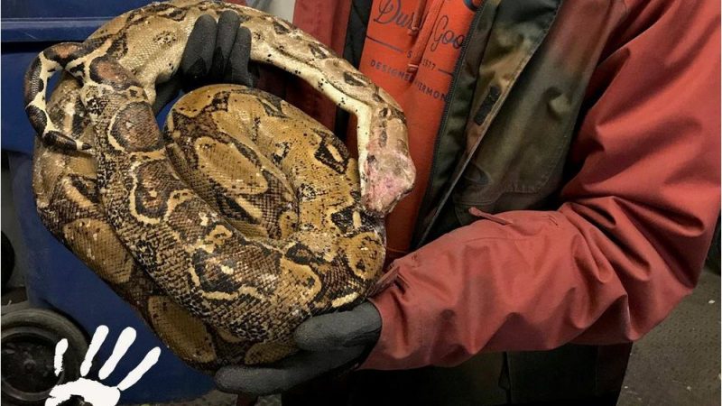 В Канаде змею выбросили в контейнер для вторсырья