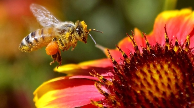 Городской мёд как индикатор загрязнения окружающей среды