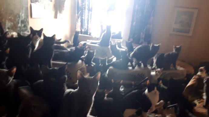 Жили-были как-то в простой торонтской квартире… 300 кошек