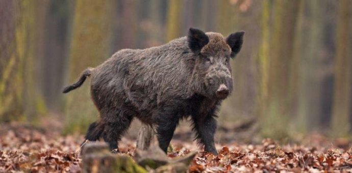 Дикие свиньи могут стать причиной экологической катастрофы