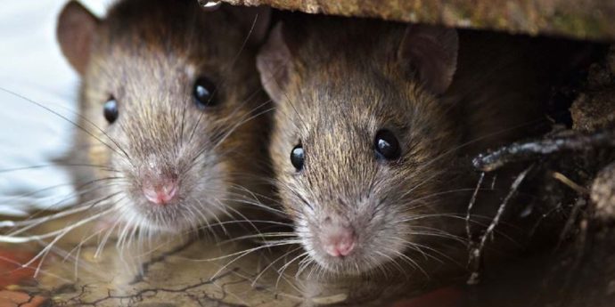 В Торонто разрастается популяция крыс