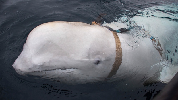 Канаду не беспокоят натренированные в России дельфины