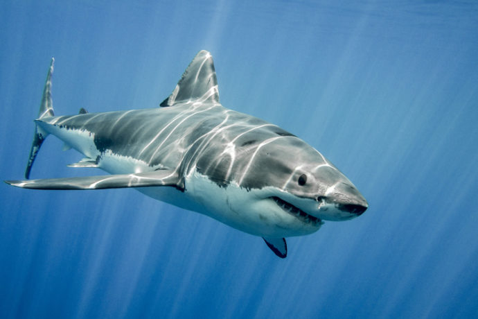 Канада ввела запрет на ввоз и экспорт акульих плавников
