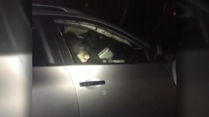 Медведь забрался в машину в жилом райoне