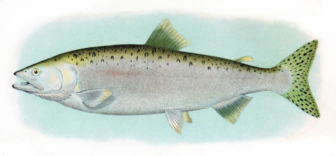 Кижуч и чавыча — новый канадский гибрид лосося