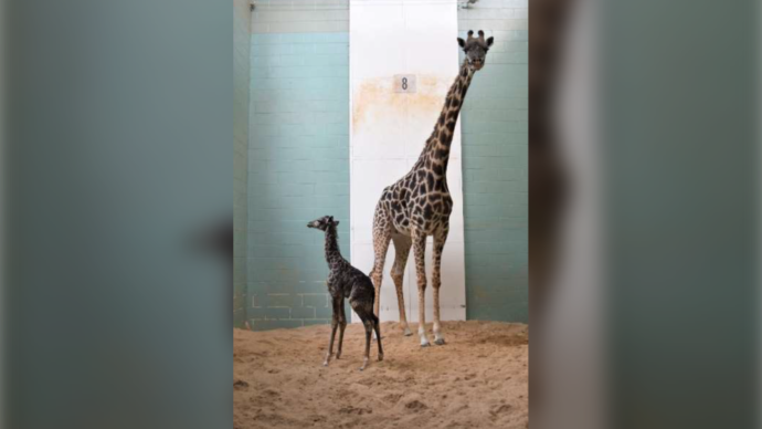 В Калгари умер новорожденный детеныш жирафа