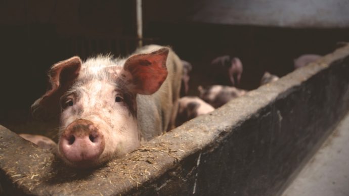 В канун года крысы в Канаде украли 130 свиней