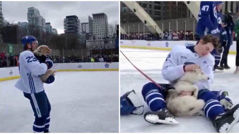 Toronto Maple Leafs: здесь любят собак