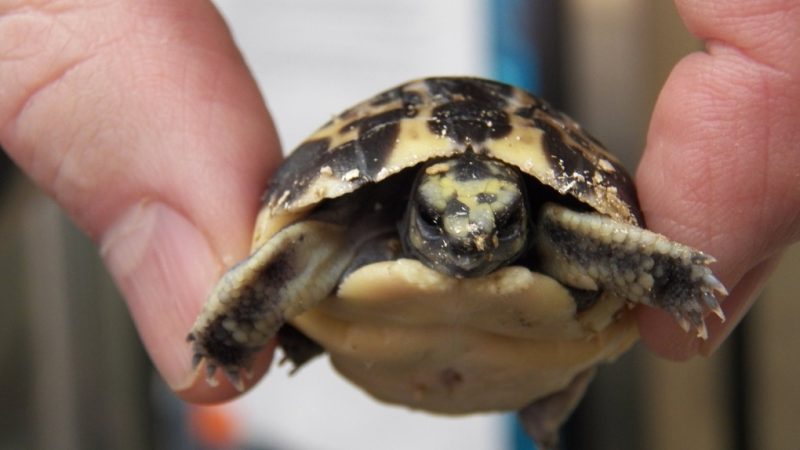 В торонтском зоопарке впервые вылупилась мадагаскарская черепаха