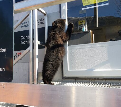 «Несовершеннолетнюю» медведицу задержали на канадской границе