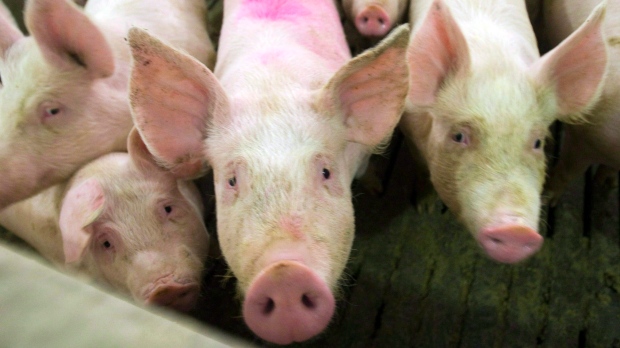 Свиной грипп в Альберте — первый случай в Канаде