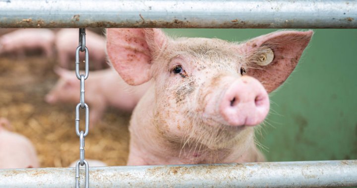 «Свинья — это звучит гордо»! — утверждают защитники животных