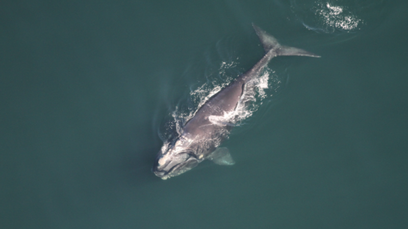 Канадские ученые следят за китами из космоса