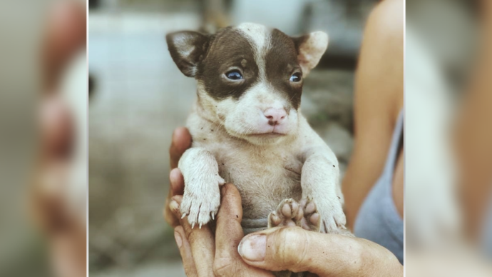 «Усыновление» собак-иностранцев под угрозой в условиях пандемии