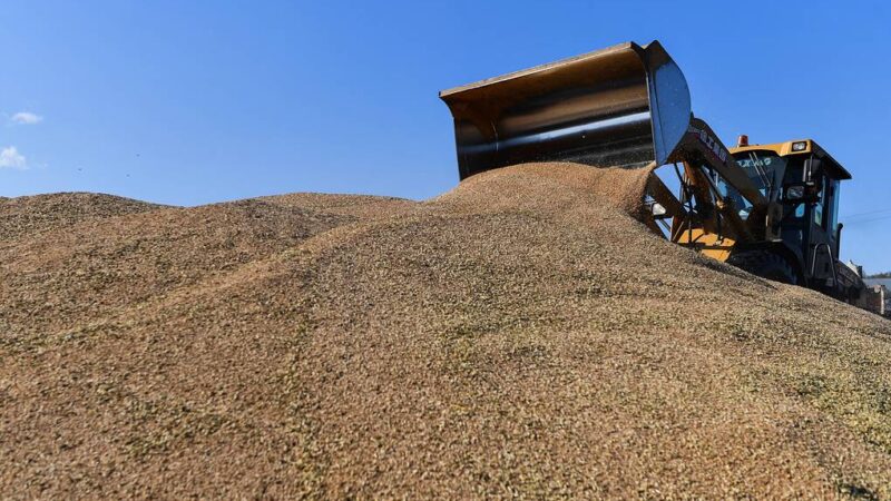 Мировые цены на пшеницу выросли до самого высокого за 14 лет значения