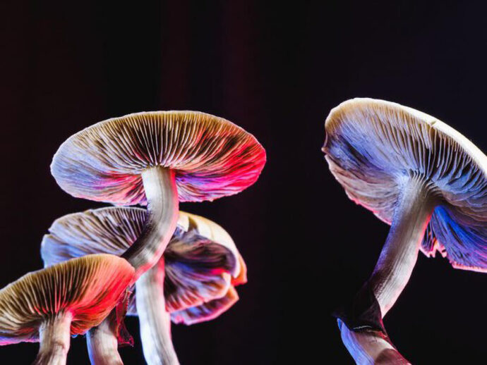 Ученые утверждают, что грибы могут говорить с помощью электрических импульсов